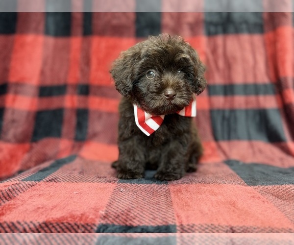 Medium Photo #8 ShihPoo Puppy For Sale in LAKELAND, FL, USA