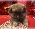 Small Photo #37 Pomeranian Puppy For Sale in GOSHEN, NY, USA