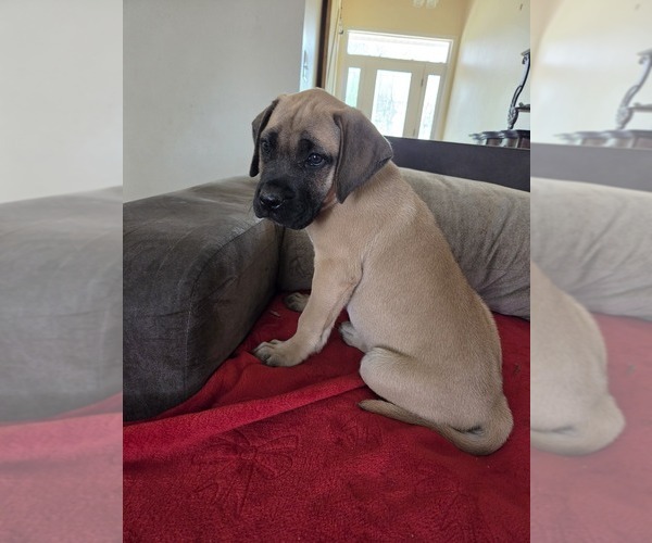 Medium Photo #21 Mastiff Puppy For Sale in WALNUT COVE, NC, USA