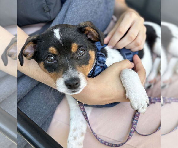 Medium Photo #3 Mutt Puppy For Sale in Bellevue, WA, USA