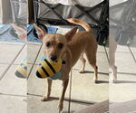 Small Rat Terrier