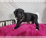 Small Photo #77 Golden Mountain Dog Puppy For Sale in BLACK FOREST, CO, USA