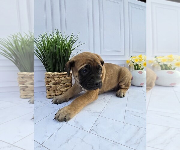 Medium Photo #2 Mastiff Puppy For Sale in GOSHEN, IN, USA