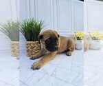 Small #1 Mastiff