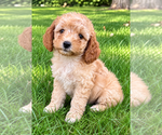 Small #2 Cavapoo (Miniature)