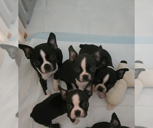 Boston Terrier Puppy for sale in PAMPA, TX, USA
