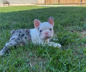 Medium French Bulldog