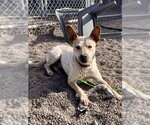 Small Photo #3 Mutt Puppy For Sale in Webster, WI, USA