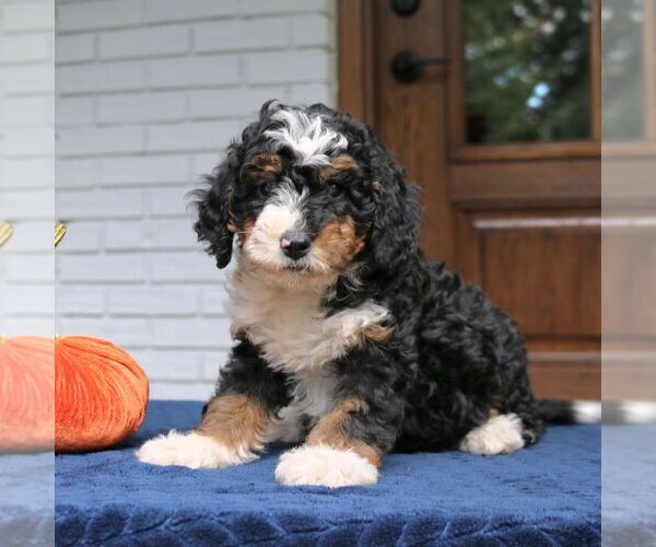 Medium Photo #3 Bernedoodle (Miniature) Puppy For Sale in NARVON, PA, USA