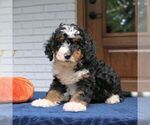 Penny - Female Bernedoodle (Miniature) Puppy for Sale - Photo #3