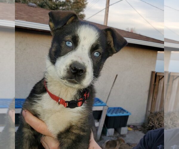 Medium Photo #3 Huskies -Unknown Mix Puppy For Sale in Calgary, Alberta, Canada