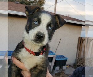 Nova (Pup 4 RED) - Female Huskies -Unknown Mix Dog for Adoption - Photo #3