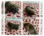 Small Photo #10 French Bulldog Puppy For Sale in CARROLLTON, TX, USA