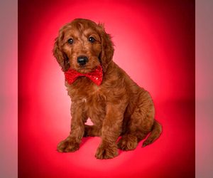 Goldendoodle Puppy for sale in ORANGE PARK, FL, USA