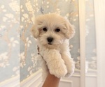 Image preview for Ad Listing. Nickname: Sam