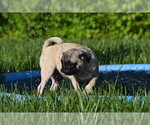 Small #10 Pug