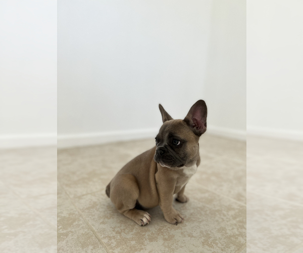 Medium Photo #5 French Bulldog Puppy For Sale in BERRIEN SPRINGS, MI, USA