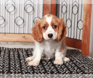 Cavapoo Puppy for sale in NAPLES, FL, USA