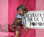 Small #1 Doberman Pinscher