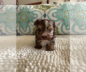 Yorkshire Terrier Puppy for Sale in BASSETT, Virginia USA