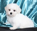 Small Photo #2 Maltese Puppy For Sale in ROCK VALLEY, IA, USA