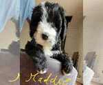 Small Photo #4 Bernedoodle Puppy For Sale in CAMDEN, SC, USA