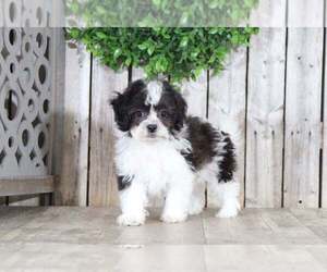 Zuchon Puppy for sale in MOUNT VERNON, OH, USA