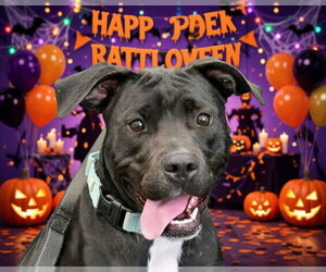 American Pit Bull Terrier Dogs for adoption in Ocala, FL, USA