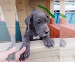 Small Photo #34 Great Dane Puppy For Sale in OGDEN, UT, USA