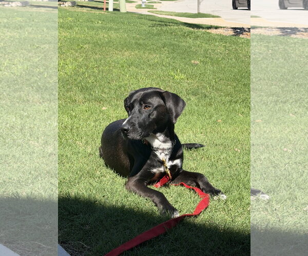 Medium Photo #2 Collie-Labrador Retriever Mix Puppy For Sale in McKinney, TX, USA