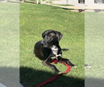 Small #1 Collie-Labrador Retriever Mix