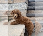 Small Photo #1 Poodle (Miniature) Puppy For Sale in CANOGA, NY, USA