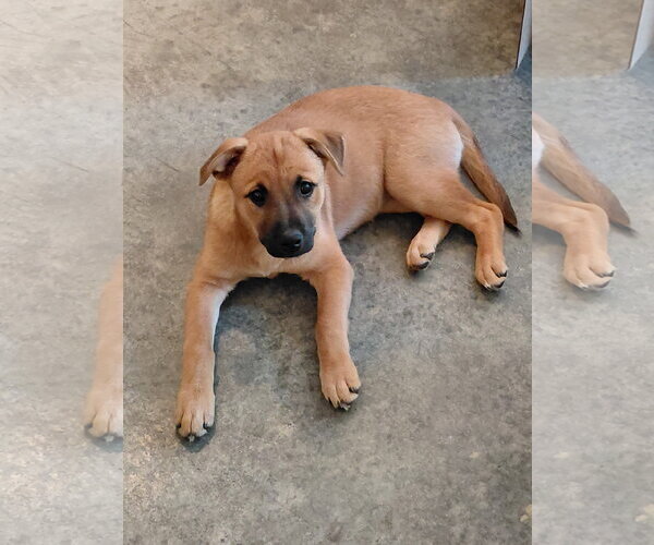 Medium Photo #12 Boxer-Unknown Mix Puppy For Sale in Holly Springs, NC, USA