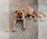 Small #11 Boxer Mix
