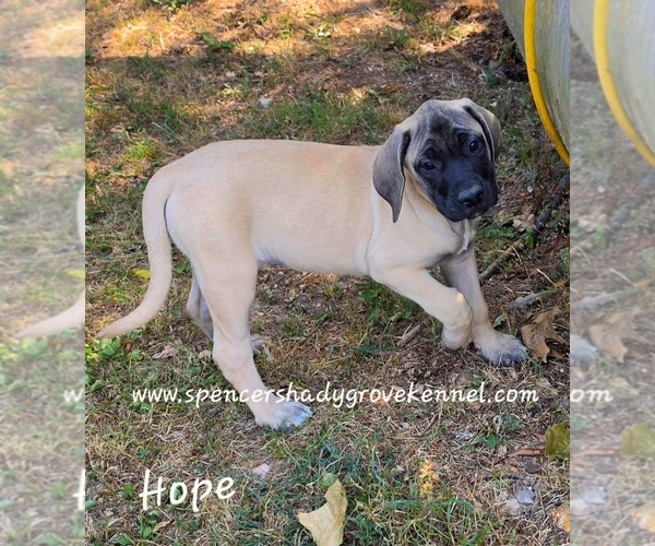 Medium Photo #3 Mastiff Puppy For Sale in CABOOL, MO, USA