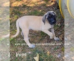 Small #2 Mastiff