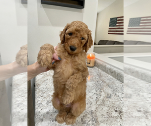 Goldendoodle Puppy for sale in SAINT LOUIS, MO, USA