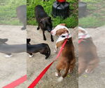 Small #20 American Pit Bull Terrier Mix