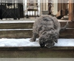 Small Photo #18 Aussiedoodle-Poodle (Standard) Mix Puppy For Sale in COMMERCE, MI, USA