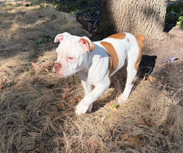 Medium Photo #5 Olde English Bulldogge Puppy For Sale in AUSTIN, TX, USA