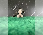 Small #4 Boston Terrier