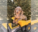 Small #3 Dachshund