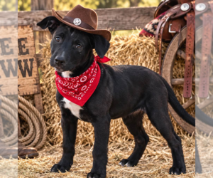 BROCK - Male Labrador Retriever Dog for Adoption - Photo #4