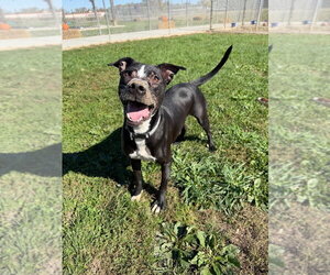 Bentley - Male American Staffordshire Terrier-Labrador Retriever Mix Dog for Adoption - Photo #4