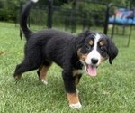 Small Photo #2 Bernese Mountain Dog Puppy For Sale in SPRINGFIELD, OH, USA