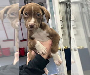 Labrador Retriever-Unknown Mix Dogs for adoption in Sterling, MA, USA