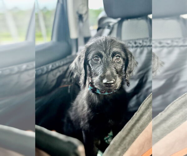 Medium Photo #6 Labradoodle Puppy For Sale in Valrico, FL, USA