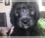 Small Photo #10 Goldendoodle Puppy For Sale in VONORE, TN, USA