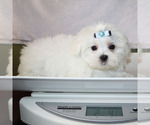 Small #4 Maltese