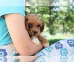 Small Photo #8 Cavapoo Puppy For Sale in CLARKRANGE, TN, USA